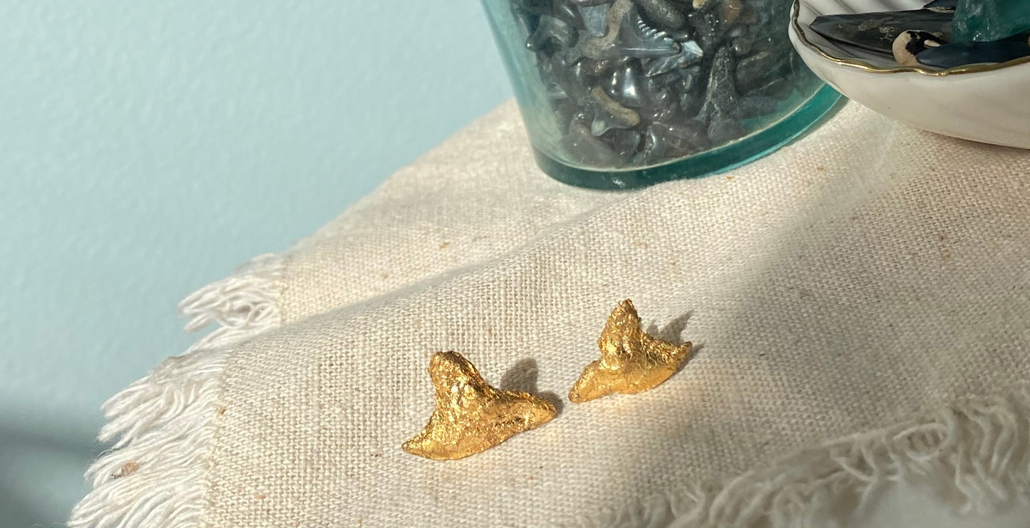 Tiger SharkTooth Studs